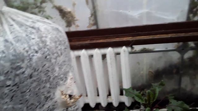 Грибные Блоки / Вешенка Месяц Спустя / Эксперимент смотреть онлайн