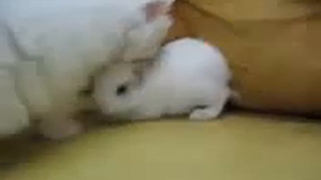 Белый кот и белый кролик смотреть онлайн