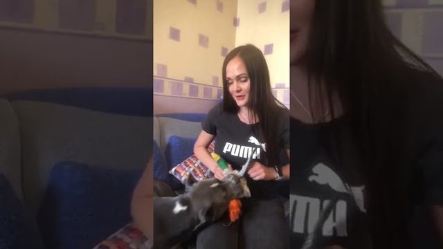 Отзыв о курсе "Собака: инструкция" - Наталья и Тёма смотреть онлайн