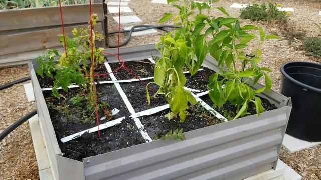 Mi huerto de vegetales en casa смотреть онлайн