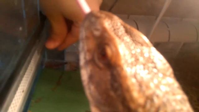 Капский варан против чёртовой дюжины смотреть онлайн