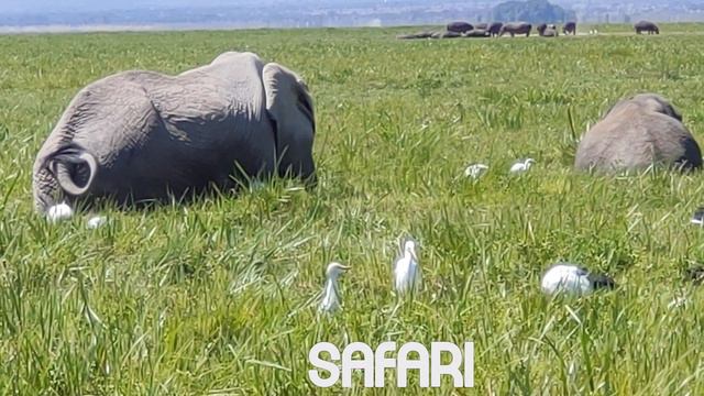 African Safari 4K - Amazing Wildlife Of African Savanna | Scenic Relaxation Film