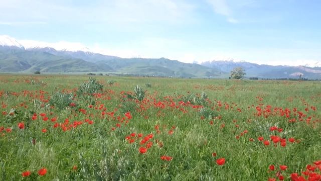 Чуйская долина, Киргизия смотреть онлайн