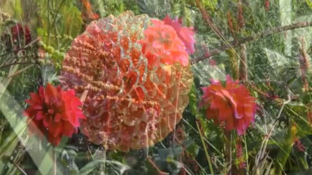 Dahlia's op de Floriade. смотреть онлайн