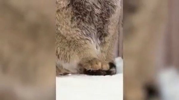 Manul. Манул из Новосибирского зоопарка, греет свои лапки, при помощи своего хвоста... ??