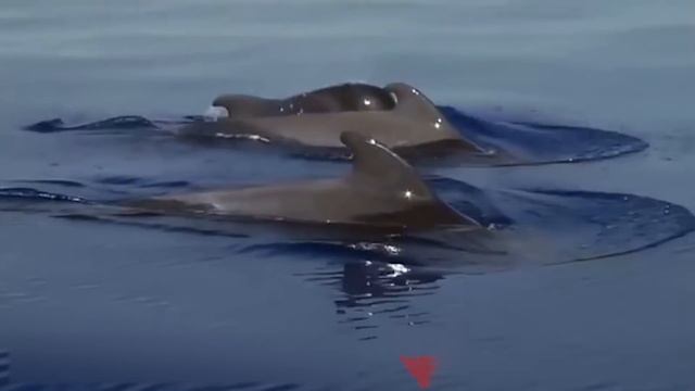 This Is How Animals Say Goodbye to the Dead смотреть онлайн