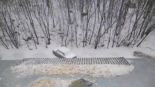 Зимняя кормушка за окном, кормим синиц и снегирей смотреть онлайн