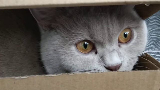 Кот в коробке. Шотландский котик смотреть онлайн