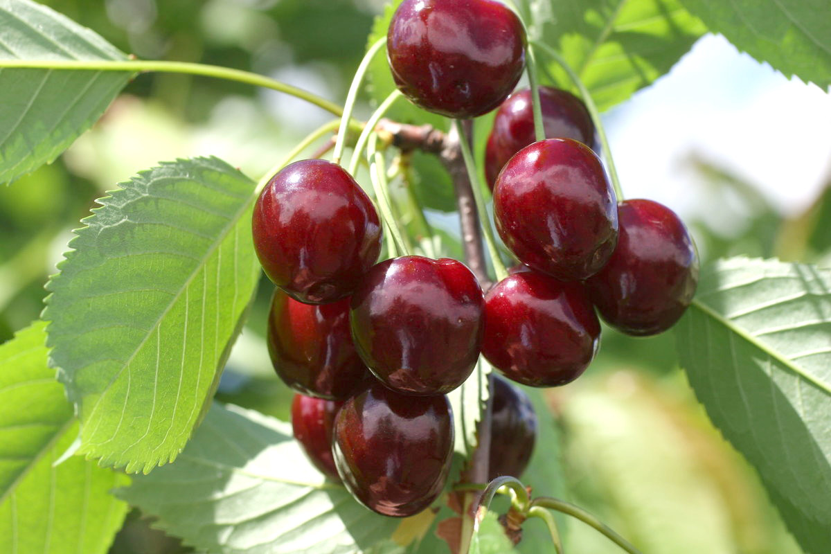 ВЕЛИКОЛЕПНЫЕ САЖЕНЦЫ ПЛОДОВЫХ ДЕРЕВЬЕВ В ОБИ! смотреть онлайн