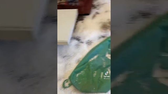 Трое веселых Хаски? разорвали пуфик. Ох и туса у них была??