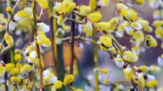 Верба Цветёт. Вербное Воскресение. Верба и Пчёлы 2 | Футажи красивая природа [4K] смотреть онлайн