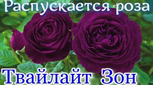 Как распускается роза Твайлайт  Зон. (Флорибунда) Timelapse Rose 4К.Twilight Zone.