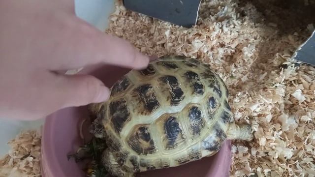 Можно ли сухопутной среднеазиатской черепахе суп ? смотреть онлайн