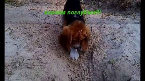 ЗАСАДА Бигля, диванного охотника на МЕДВЕДЯ!! || AMBUSH Beagle, Sofa Hunter BEAR!