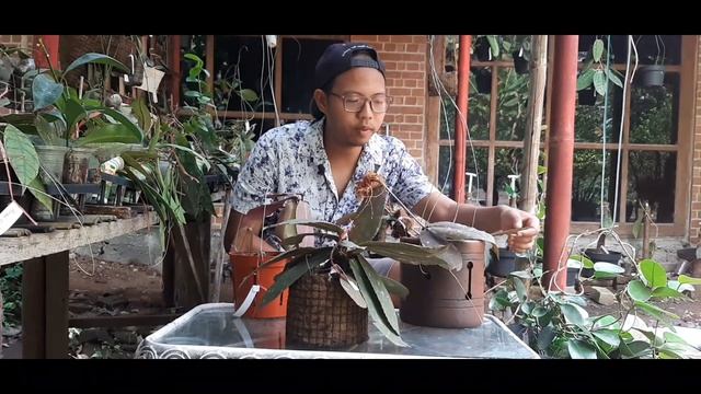 Hoya Undulata, Hoya Langka Dari Kalimantan