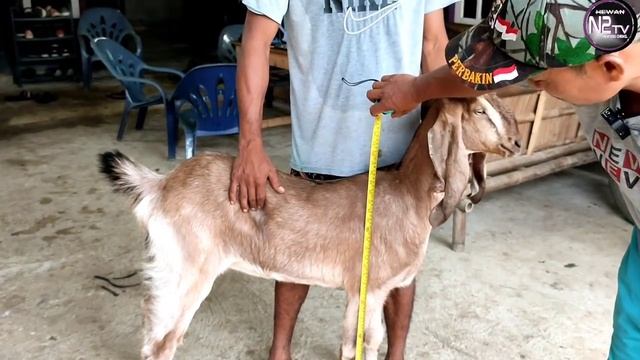 Ternak Kambing Jawa Randu Predator Pencetak Anak Kembar. Di Tole Farm Lampung Tengah смотреть онлайн