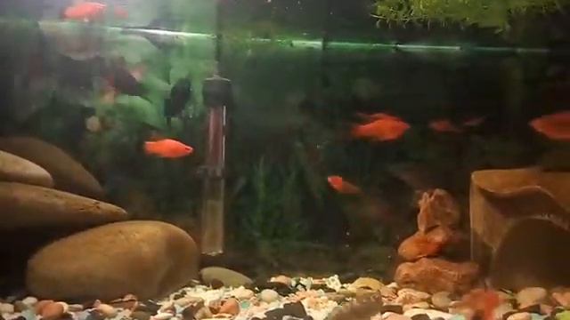 Мой аквариум!Рыбки меченосцы смотреть онлайн