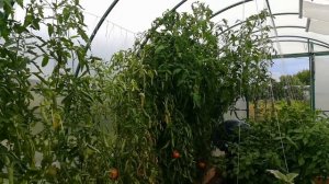 Посадите эти томаты не пожалеете! Хорошие сорта помидоров Королевич и Бравый генерал.