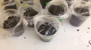 Пальма из косточки. Выращиваем пальму. Пальмы в домашних условиях. Сажаем косточки пальмы