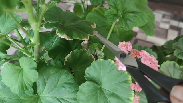 Листья- альбиносы на пеларгониях. Что делать смотреть онлайн