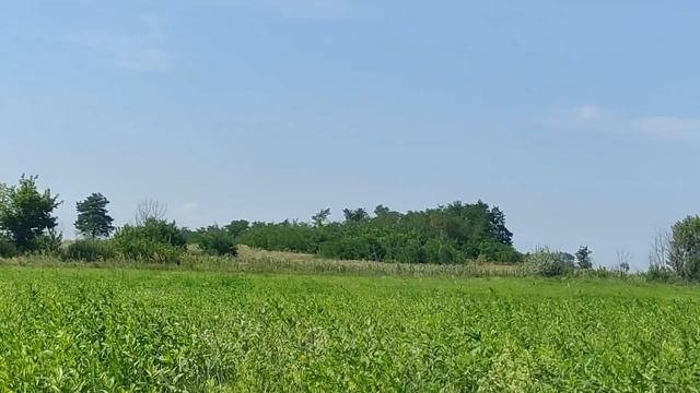 1 сентября День Феклы Свекольницы. Что нужно обязательно сделать. Главные запреты. Именинники дня. смотреть онлайн