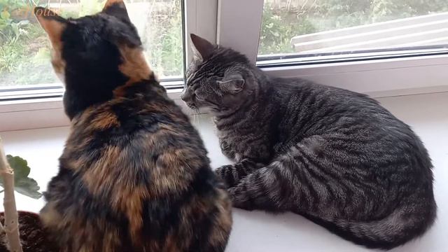 Сила любви. Счастье и Пират смотреть онлайн