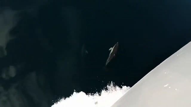 Дельфины чёрное море, идём домой ? смотреть онлайн