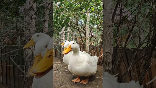 Страусиная ферма 03 #страусы #уланудэ #бурятия #2024 #лето #summer #shorts #shortvideo