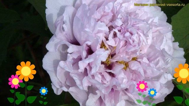 Пион древовидный Лила. Краткий обзор, описание характеристик paeonia suffruticosa Lila смотреть онлайн