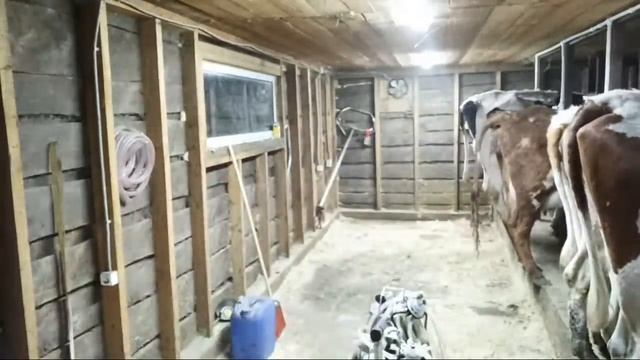 НЕ ХВАТАЕТ ДЕНЕГ НА СЕНО! СРОЧНО ПРОДАЁМ СКОТ!! смотреть онлайн