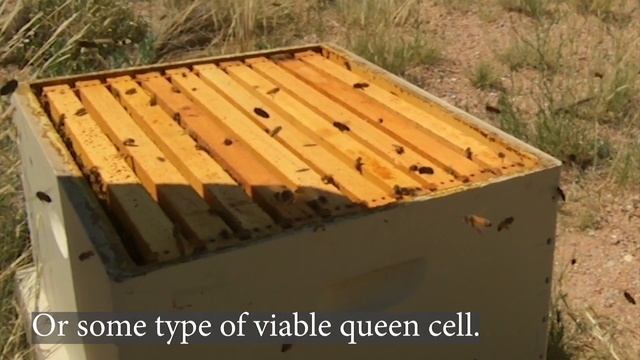 Uniting a Non Viable Hive with a Queen Right Hive Chapter 2 смотреть онлайн