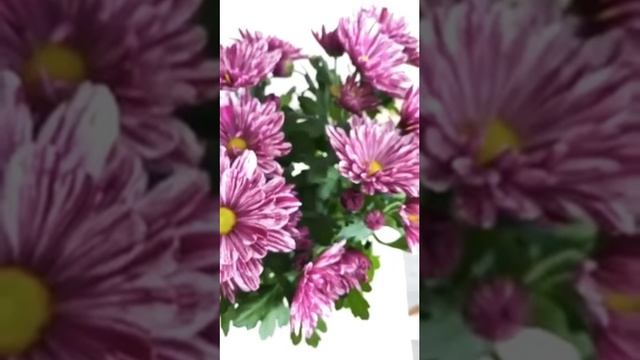 Хризантемы от Мишель. 5 мая 2023 г. смотреть онлайн