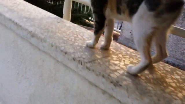 living room Nesher смотреть онлайн