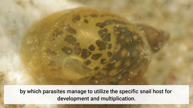 Role of Surface Carbohydrates in the Adaptation of Fasciola hepatica to the Intermediate Host смотреть онлайн