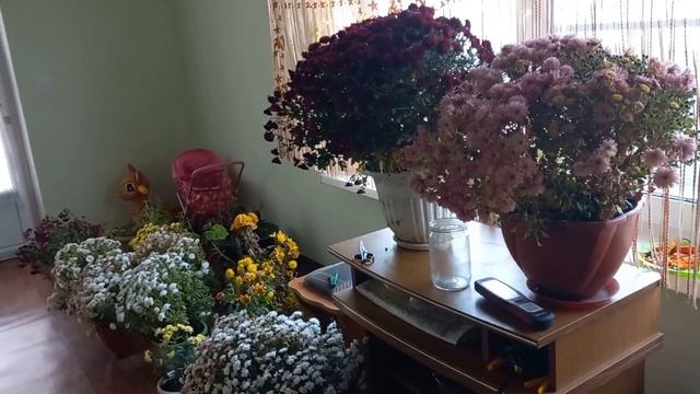 МОИ ХРИЗАНТЕМЫ // МЫ С АНЮТКОЙ В ГАЗЕТЕ . смотреть онлайн