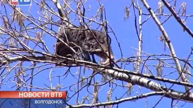 Спасение кота смотреть онлайн