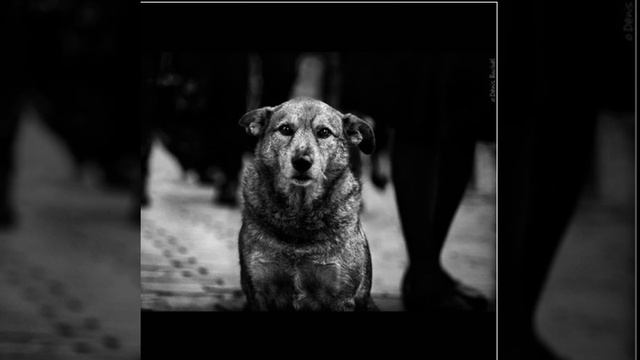 «Песнь о собаке» смотреть онлайн