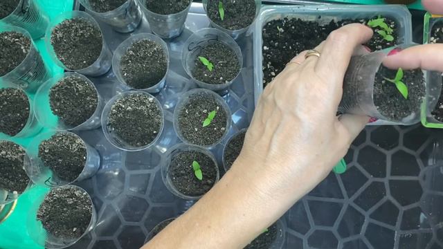 Только так пикирую перцы и баклажаны!