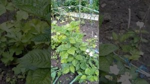 Ежевика Блэк Джем на 30.05.23 посадка апрель  2022