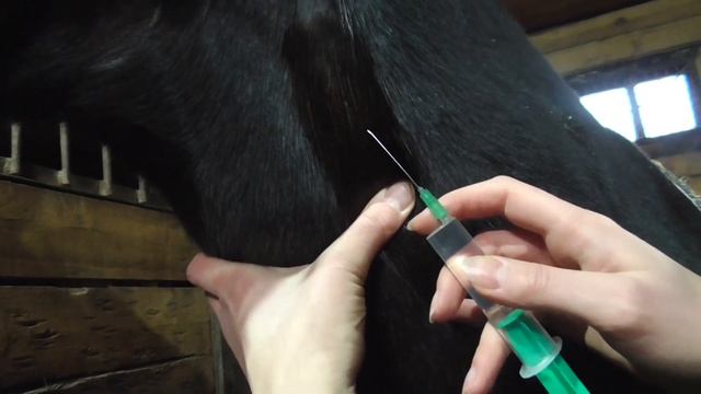Как делают уколы лошадям. Внутривенные и внутримышечные инъекции лошади. смотреть онлайн