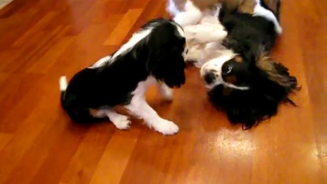 Кавалер Кинг Чарльз спаниель