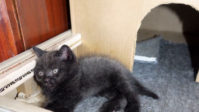 Хроники кошачьего сна. Что делают котята после обеда смотреть онлайн