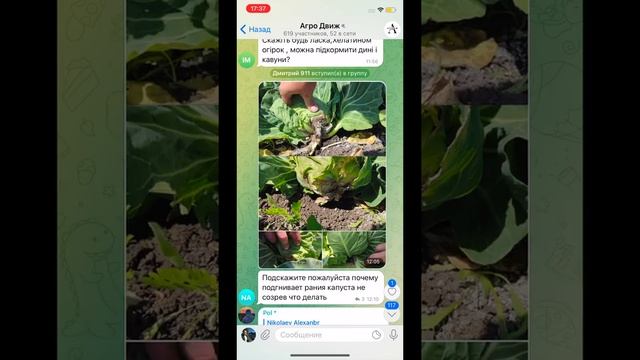 Не сделал обработку получи бактериоз капусты