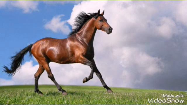 Узнай какая ты лошадь по знаку зодияка♥ смотреть онлайн