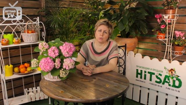 Садовые лианы ? Жимолость Каприфоль и Брауна ? Особенности выращивания смотреть онлайн