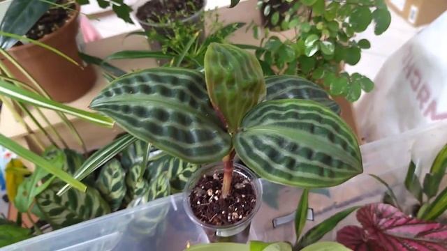 Так много редко встречающихся комнатных растений на выставке цветов.4 июня 2022 г. смотреть онлайн