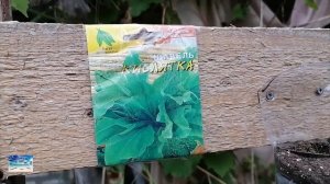 Вертикальные грядки для зелени из дерева, увеличиваем площадь на огороде