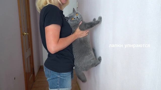 Мой кот гений ? Тест / cat intelligence test смотреть онлайн