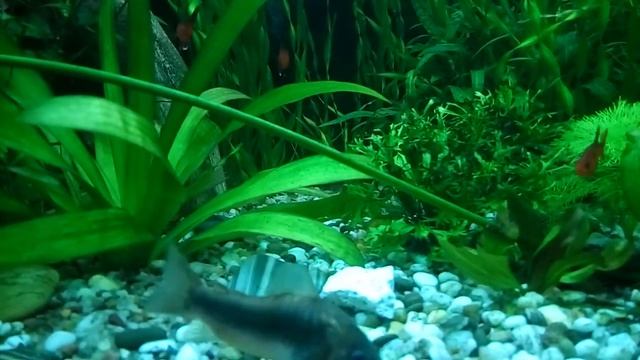 Жёсткость воды в аквариуме. Это важно? Water Hardness In The Aquarium. Is It Important?