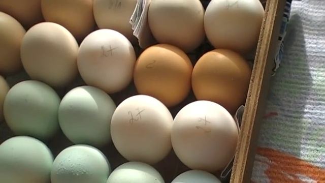 Проверка яйца на оплод //ПТИЦА//Check eggs for oplod смотреть онлайн